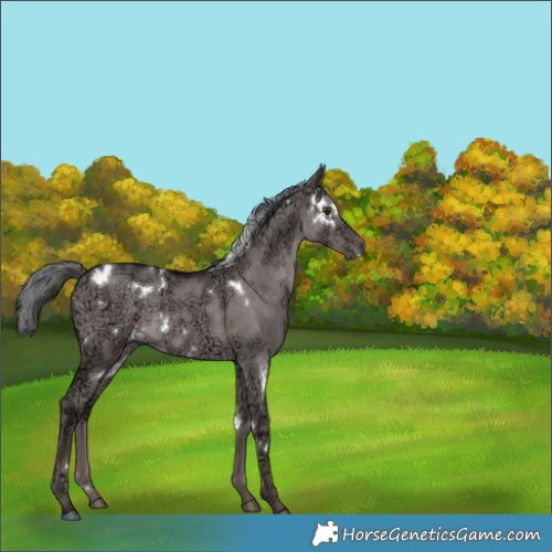Horse Color:Platinum White Spotted Liver Red Dun Ice Mushroom Brindle 