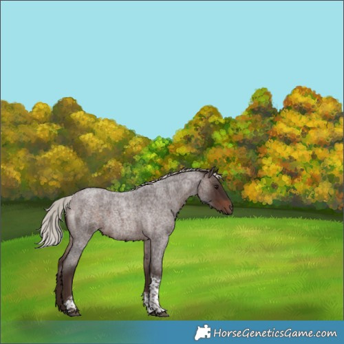 Horse Color:Silver Brown Roan Tobiano Rabicano 