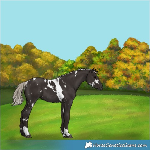 Horse Color:Gray White Spotted Silver Black Tobiano