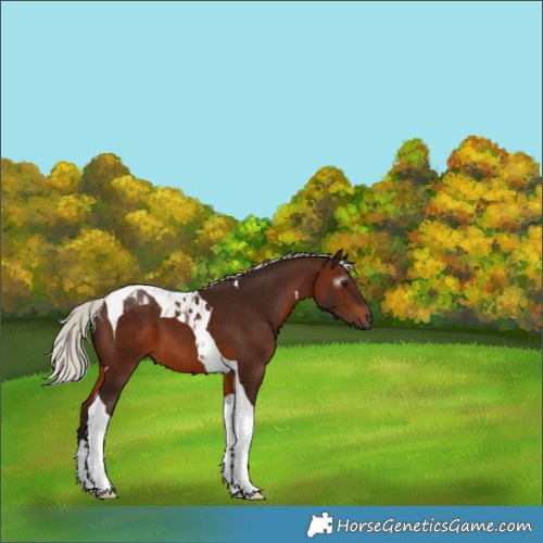 Horse Color:Gray Silver Bay Tobiano 
