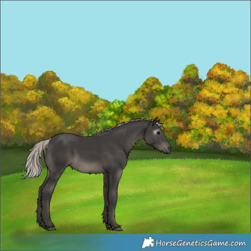 Horse Color:Gray Silver Black 