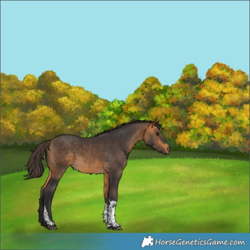 Horse Color:Buckskin Tobiano