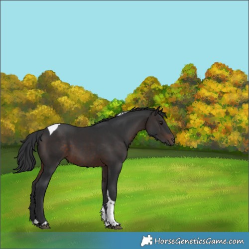 Horse Color:Brown Tobiano