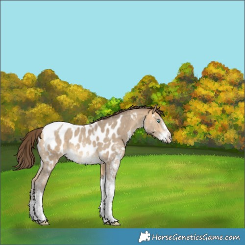 Horse Color:Sable Cream Champagne Sabino Tobiano Near Leopard 