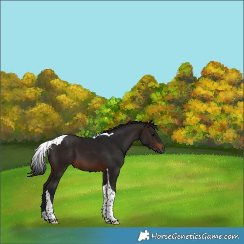 Horse Color:Gray Brown Tobiano 