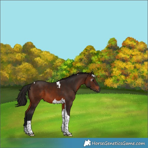 Horse Color:Gray Bay Tobiano 