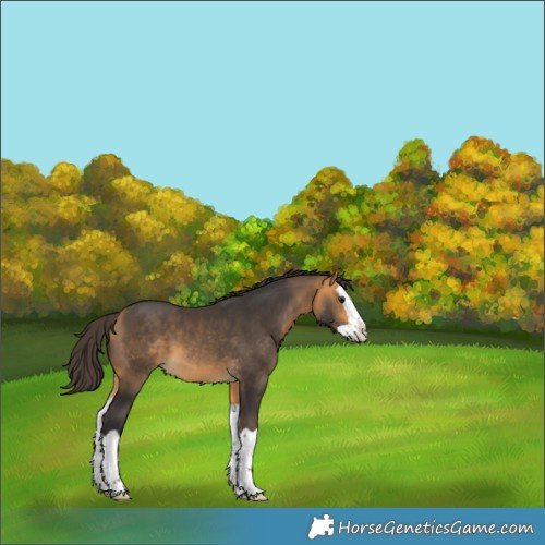 Horse Color:Buckskin Splash 