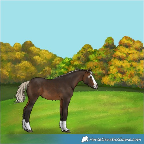 Horse Color:Gray Silver Buckskin Splash 