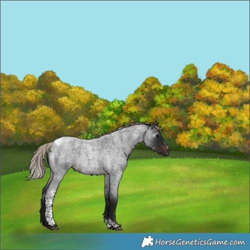 Horse Color:Gray Silver Brown Roan Tobiano Frame 