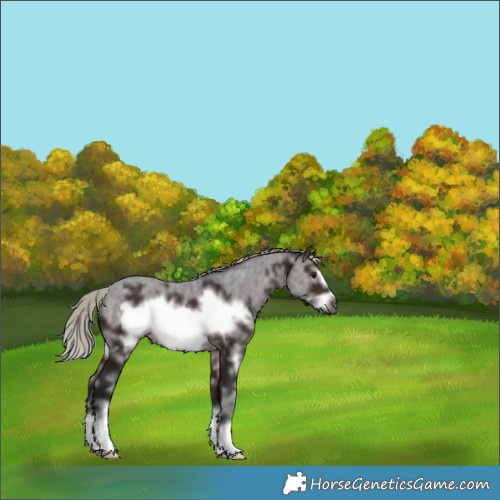 Horse Color:Gray Silver Brown Sabino Frame Rabicano 