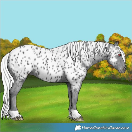 Horse Color:Silver Black Chinchilla Appaloosa