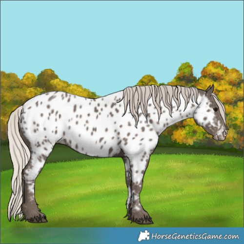 Horse Color:Silver Black Appaloosa