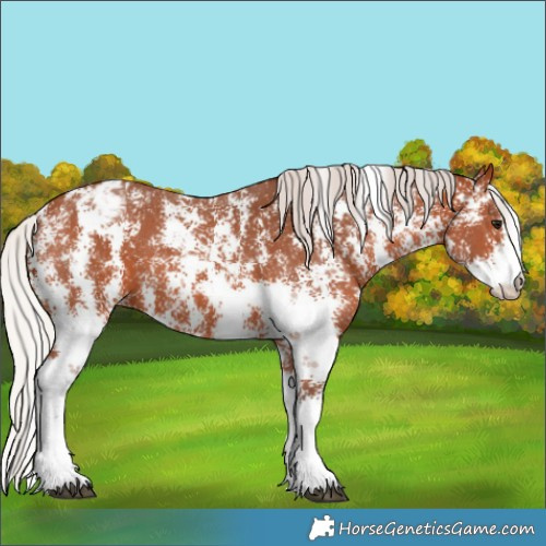 Horse Color:Silver Bay Sabino Appaloosa