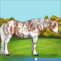 Horse Color:Silver Bay Sabino Appaloosa 