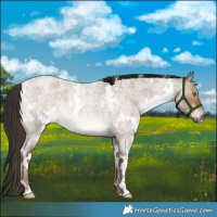 Horse Color:White Spotted Liver Red Dun Roan 