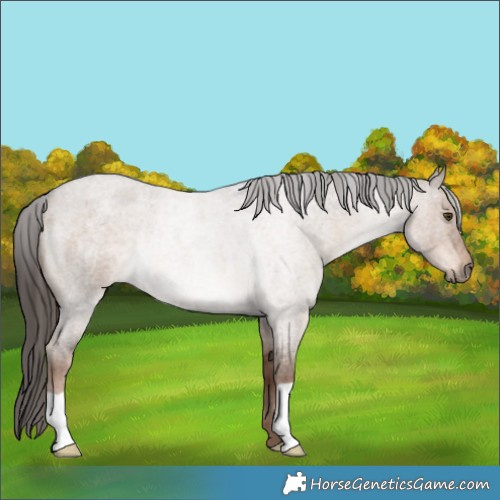 Horse Color:Liver Red Dun Roan Rabicano 