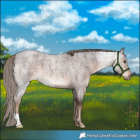 Horse Color:Liver Red Roan 