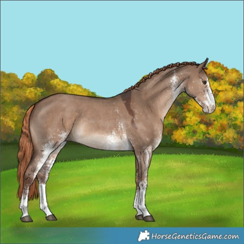 Horse Color:White Spotted Liver Red Dun Rabicano 