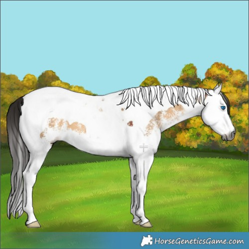 Horse Color:Gray White Spotted Bay Dun Splash Tobiano 