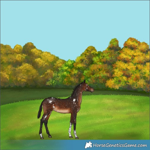 Horse Color:Gray White Spotted Bay Tobiano Appaloosa 