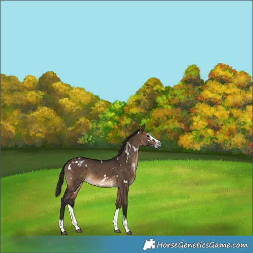 Horse Color:Gray White Spotted Bay Dun Splash Appaloosa