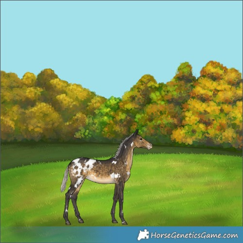 Horse Color:White Spotted Silver Buckskin Appaloosa