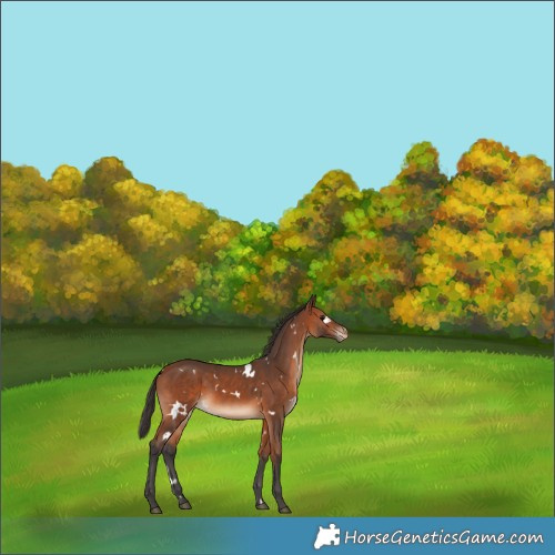 Horse Color:White Spotted Bay Appaloosa 