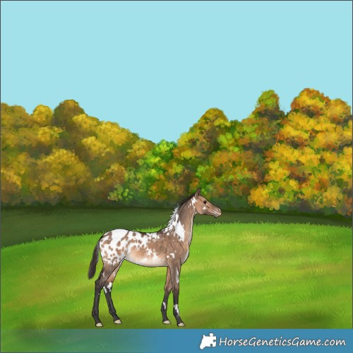 Horse Color:White Spotted Brown Dun Appaloosa 