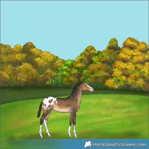 Horse Color:Buckskin Splash Appaloosa 