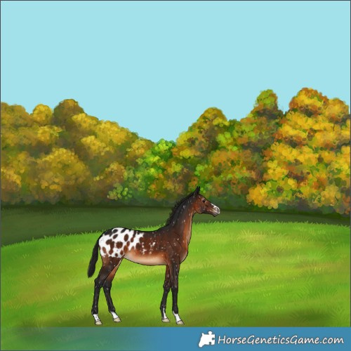 Horse Color:Gray Bay Appaloosa 