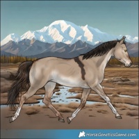 Horse Color:Liver Red Dun Tobiano Rabicano 