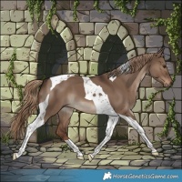 Horse Color:Liver Red Dun Tobiano 