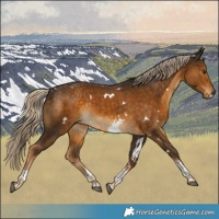 Horse Color:White Spotted Chocolate Palomino Tobiano 