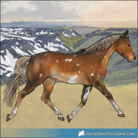Horse Color:White Spotted Chocolate Palomino Tobiano 