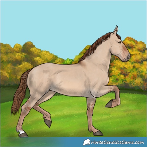 Horse Color:Red Dun 