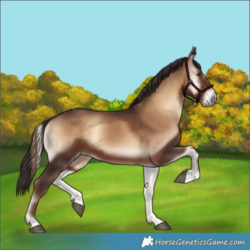 Horse Color:Liver Red Onyx 