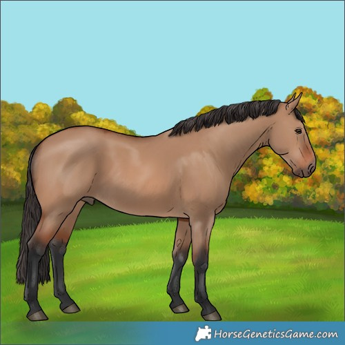 Horse Color:Bay Dun 