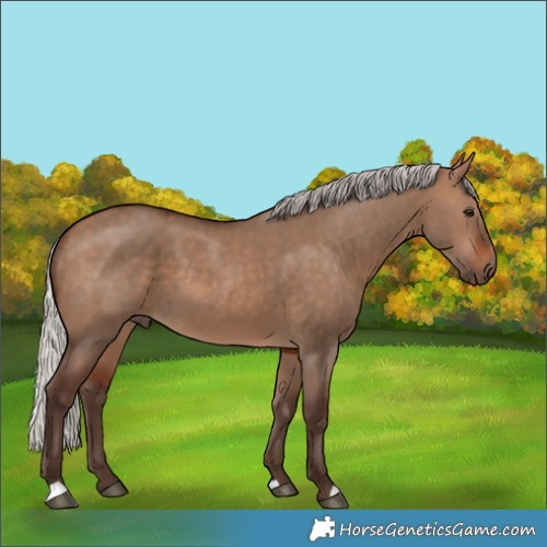 Horse Color:Silver Brown Dun 