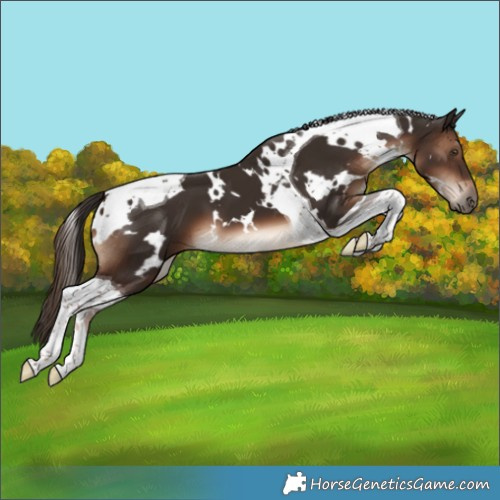 Horse Color:White Spotted Liver Chestnut Tobiano 