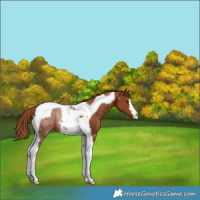 Horse Color:Chestnut Tobiano Rabicano 