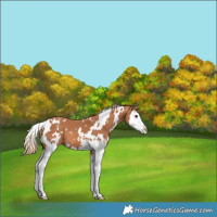 Horse Color:White Spotted Chestnut Splash 