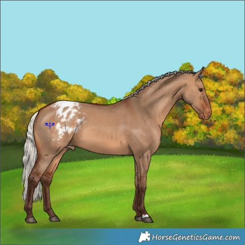 Horse Color:Silver Brown Dun Appaloosa 