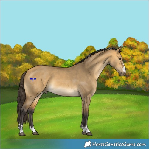 Horse Color:Buckskin Dun 