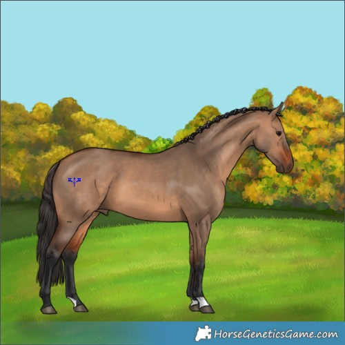 Horse Color:Bay Dun 
