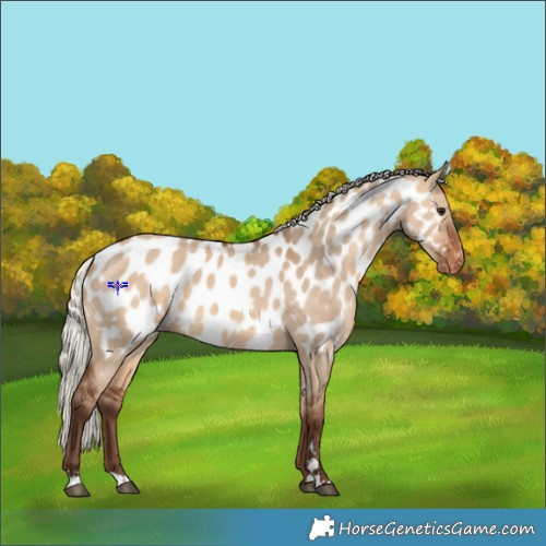 Horse Color:Silver Bay Dun Appaloosa 