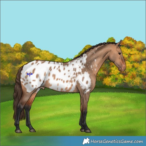 Horse Color:Bay Dun Blanket 