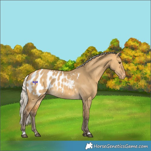 Horse Color:Silver Buckskin Dun Appaloosa 