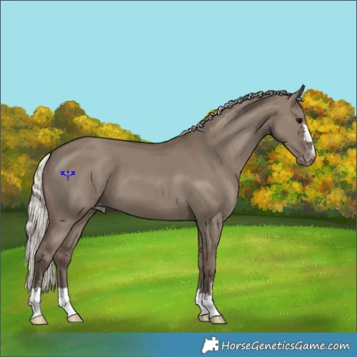 Horse Color:Silver Grullo Appaloosa 