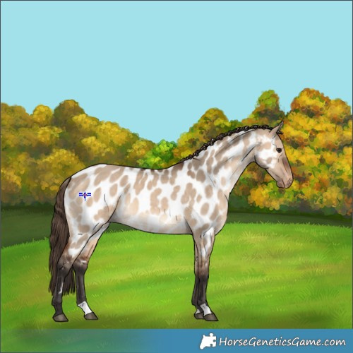 Horse Color:Bay Dun Appaloosa 
