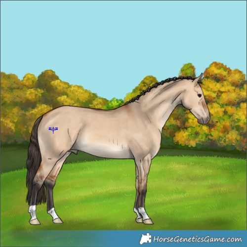 Horse Color:Bay Dun 
